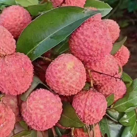 广州增城荔枝