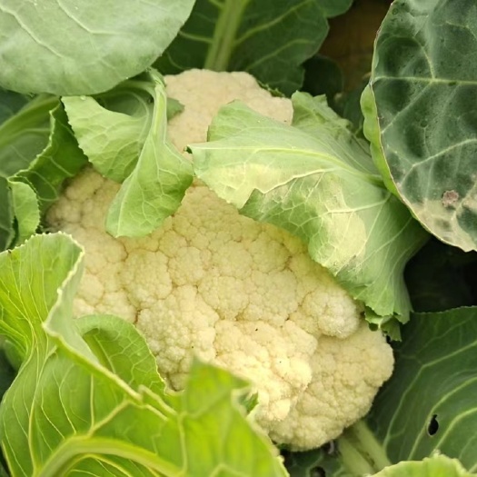 峨眉山市有机花菜，精品散花