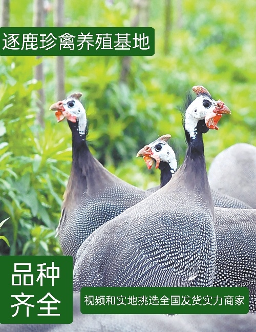 珍珠鸡成年珍珠鸡