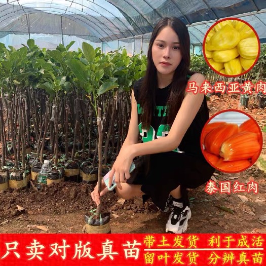 灵山县红皮红肉菠萝蜜