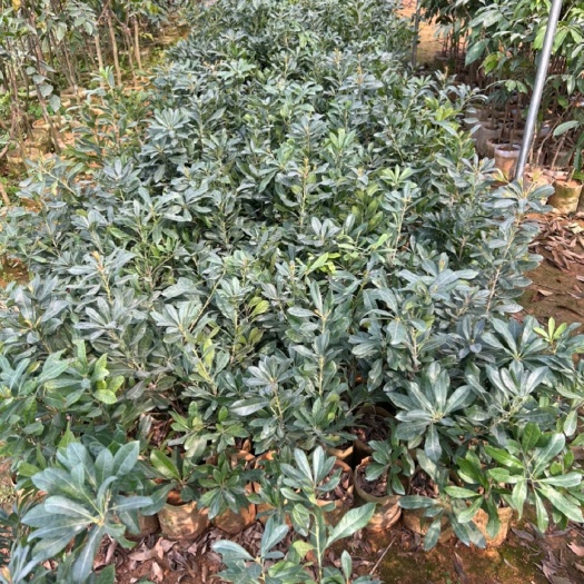 灵山县优质东魁杨梅树苗带土带叶发货