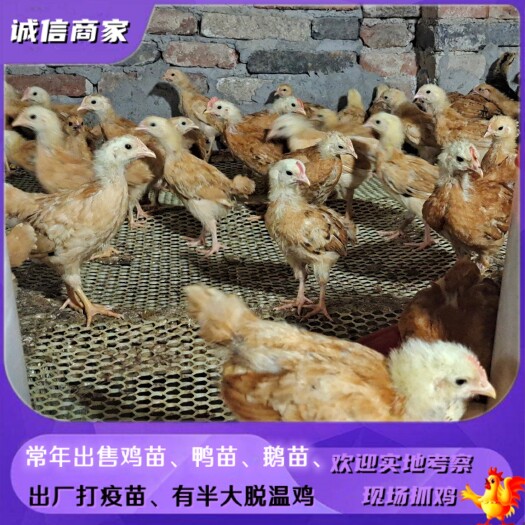 衡阳出售养了一个月仙居鸡苗脱温苗打了疫苗欢迎实地考察