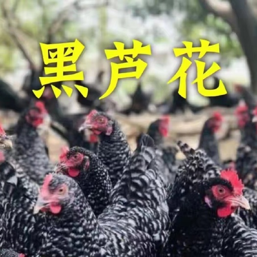广州黑芦花