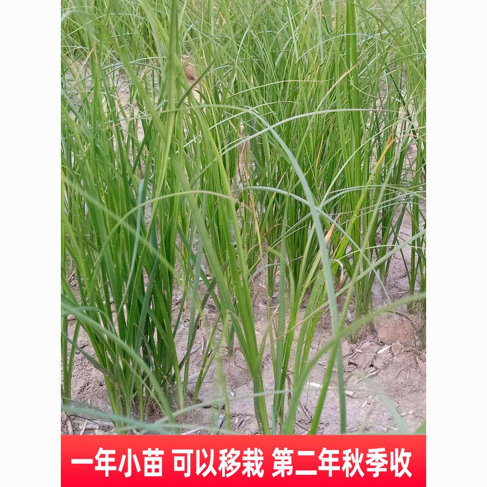 驯化知母苗知母种苗批发地参苗合作种植回收药材