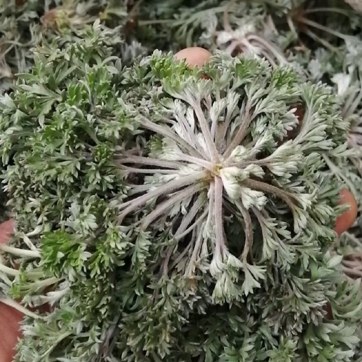汝阳县茵陈，白蒿，鲜茵陈