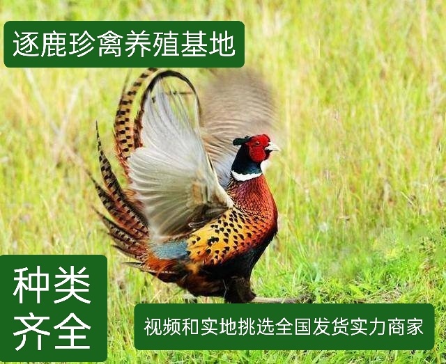 嘉祥县成年七彩山鸡新鲜活禽散养成年鸡