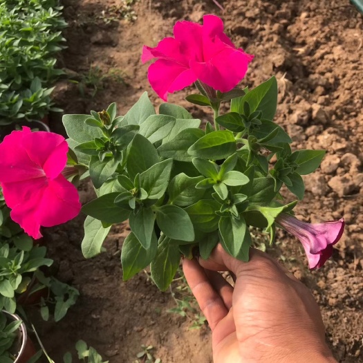 青州市牵牛花种植基地