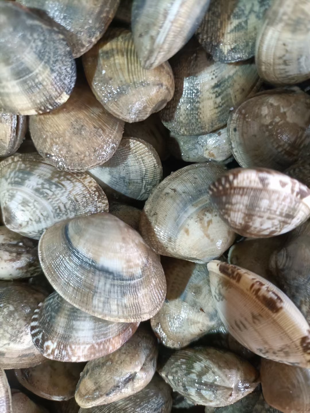 场地大沙甲（花边螺）长年货源稳定，源头供应，欢迎咨询合作…