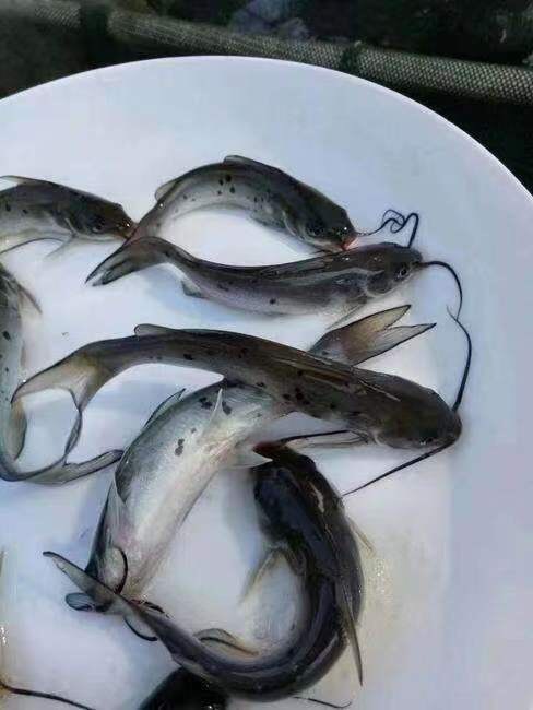 广州叉尾，斑点叉尾