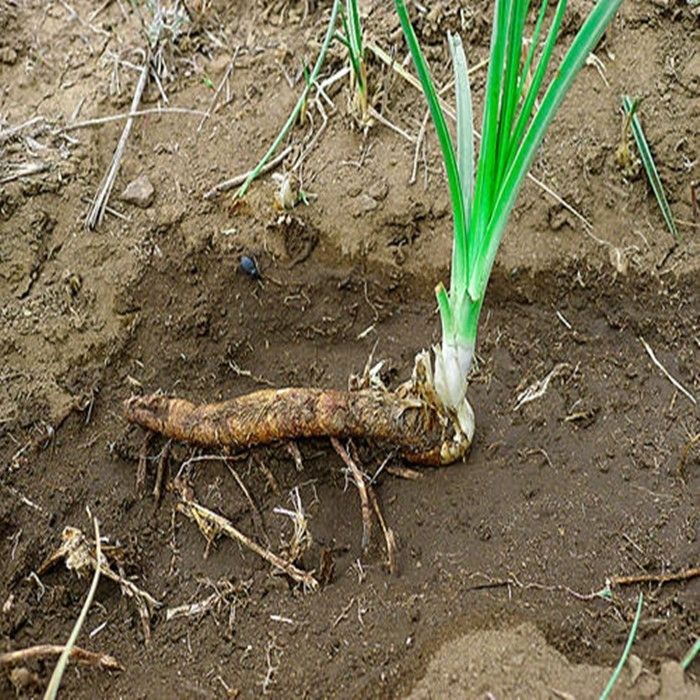 驯化知母苗知母种苗批发地参苗合作种植回收药材