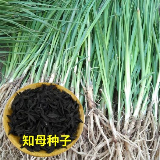 寿县驯化知母苗知母种苗批发地参苗合作种植回收药材