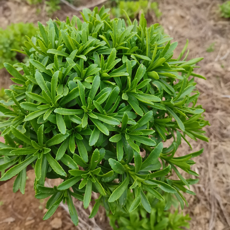 养心菜种苗 养心菜苗子 救心菜苗 植物高钙菜阳台盆栽特色蔬菜