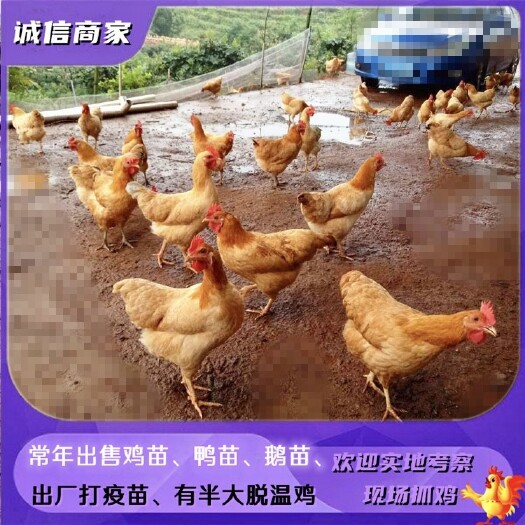 出售仙居鸡苗细脚鸡苏禽可以到处飞的鸡长大肉质细腻