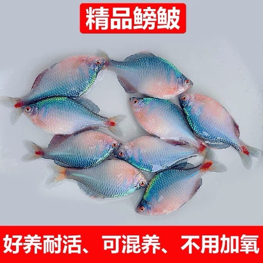 中国原生鱼 斗鱼 鳑鲏鱼 青鳉鱼 原生淡水鱼
