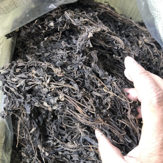 马齿苋，干净