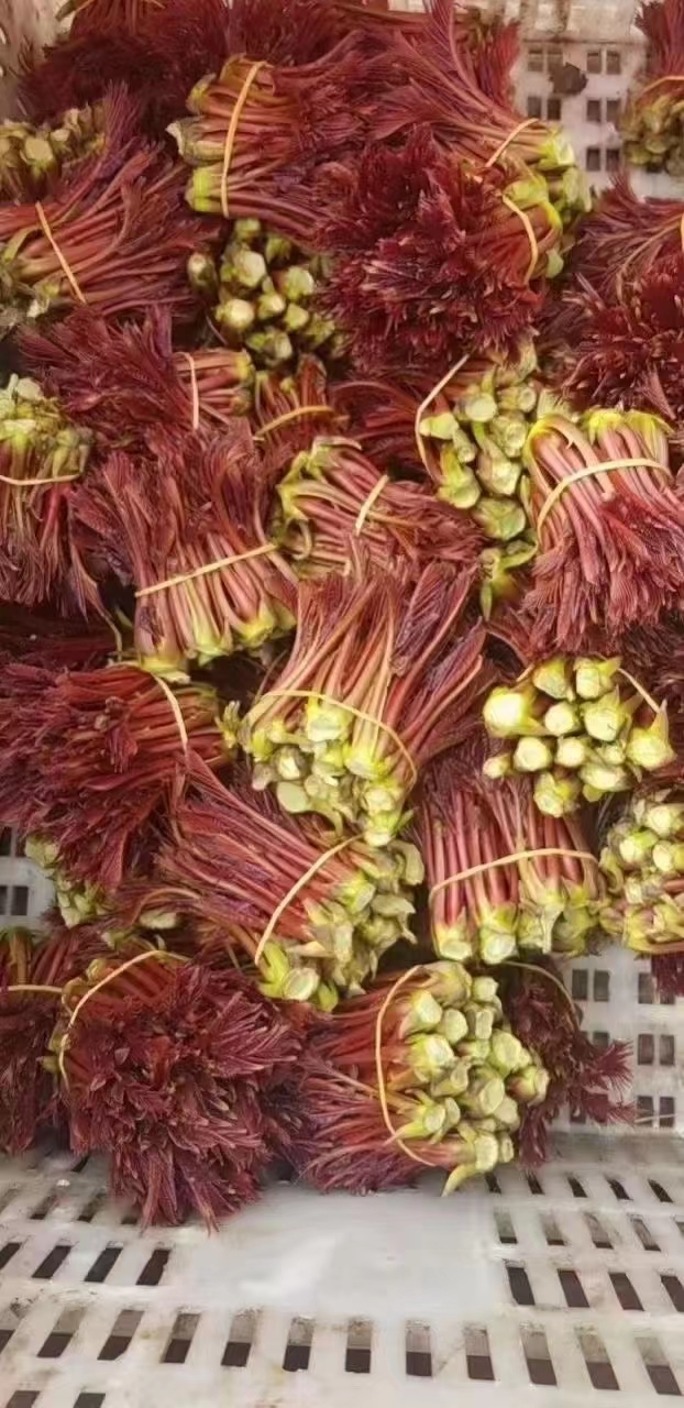 全国最大香椿基地