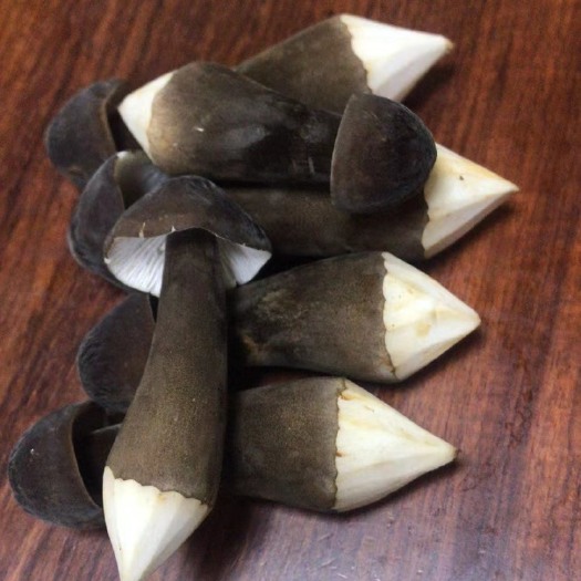 广州黑皮鸡纵菌
