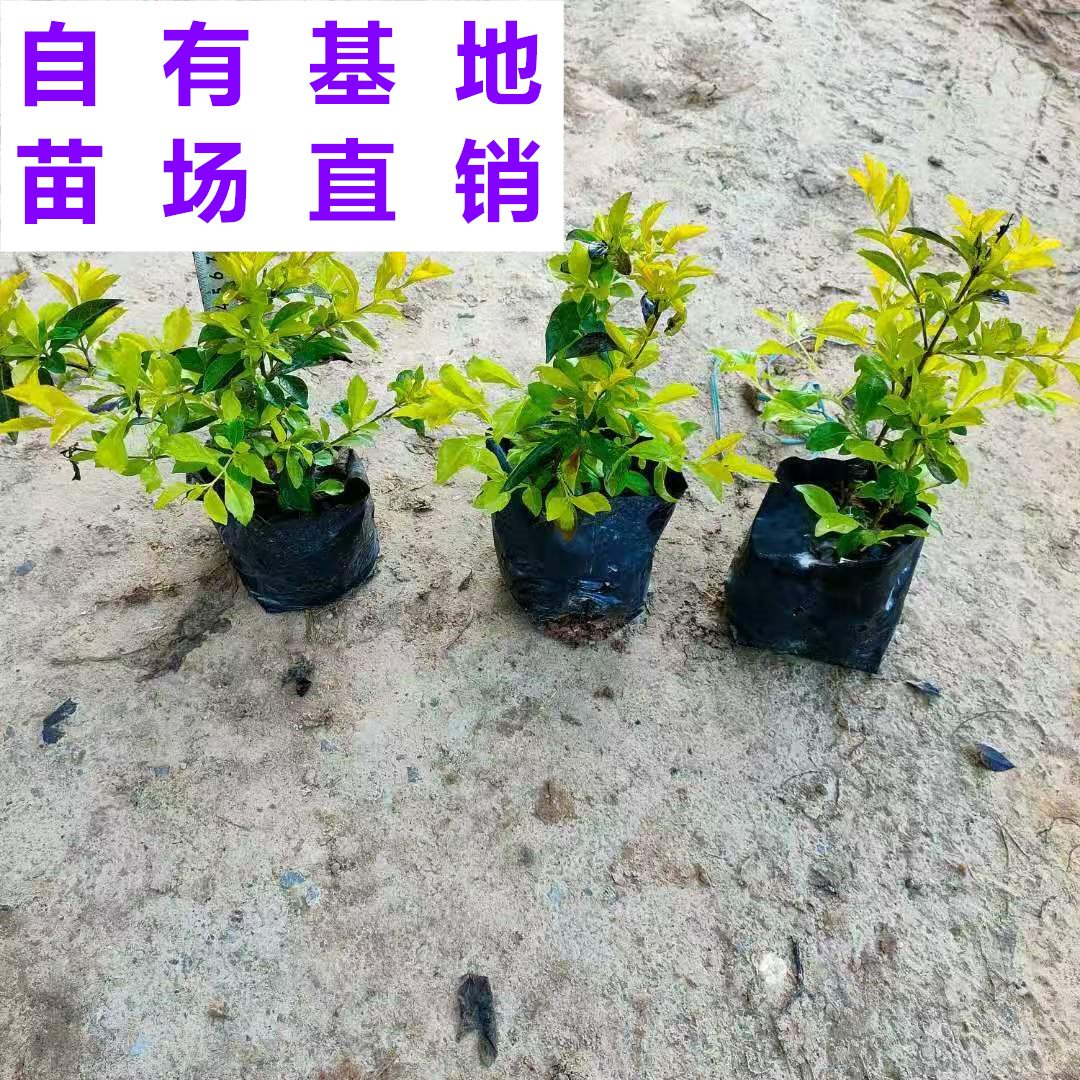 漳浦县供应 福建 黄金叶 苗场基地 批发价格