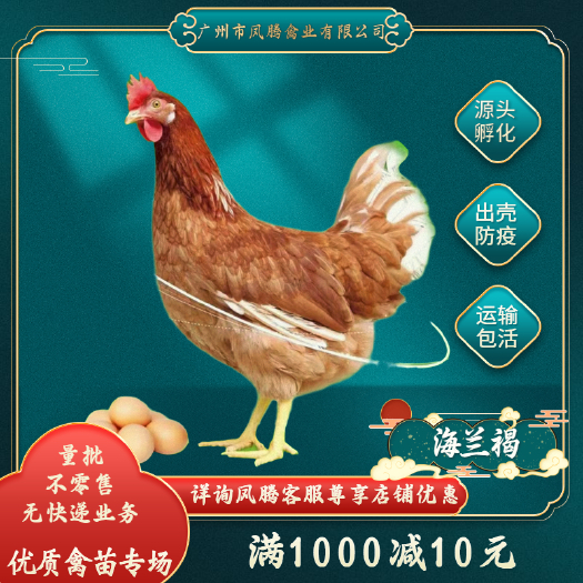 广州蛋鸡海兰褐产蛋鸡苗年产300枚