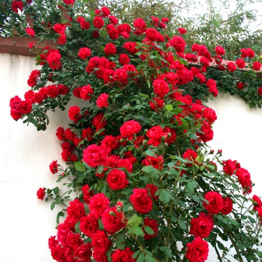 蔷薇花苗庭院爬藤植物花卉盆栽地栽爬墙开花美丽  颜色随机