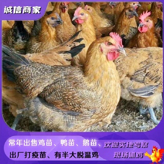 衡阳出售青脚麻鸡苗可以放养鸡长的大下蛋大的鸡