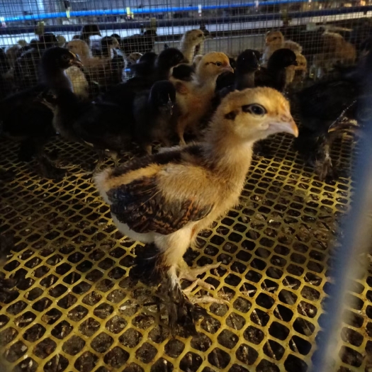昌宁县脱温土鸡苗