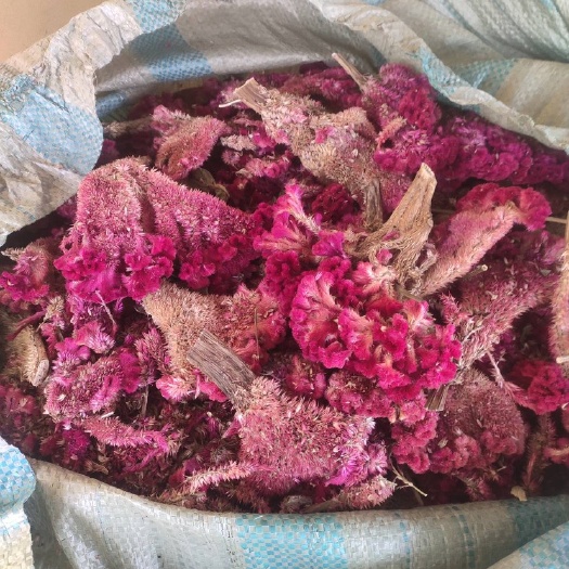 长葛市鸡冠花，非常干净，从细节都可以看出一个品质。