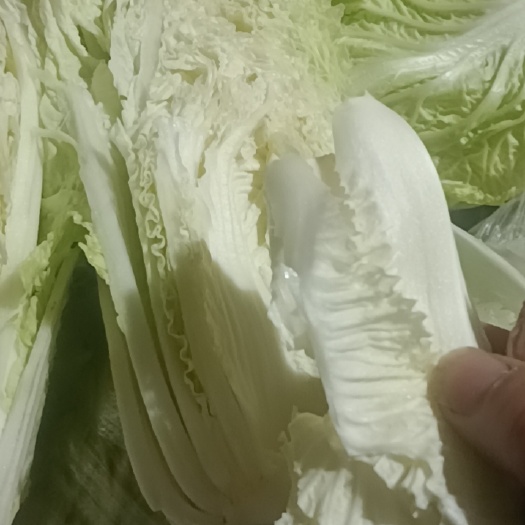 锦州冷库白菜  杠二