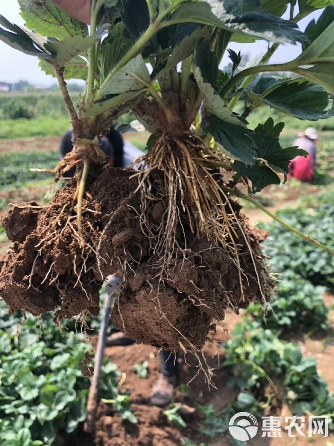 甜宝草莓苗育苗基地 红颜草莓苗批发 贵妃草莓苗冷藏箱加冰