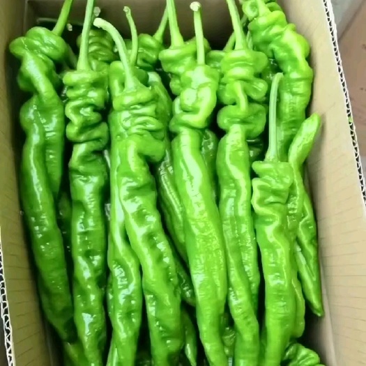 兰陵县精品茏椒，螺丝椒，量大质优，