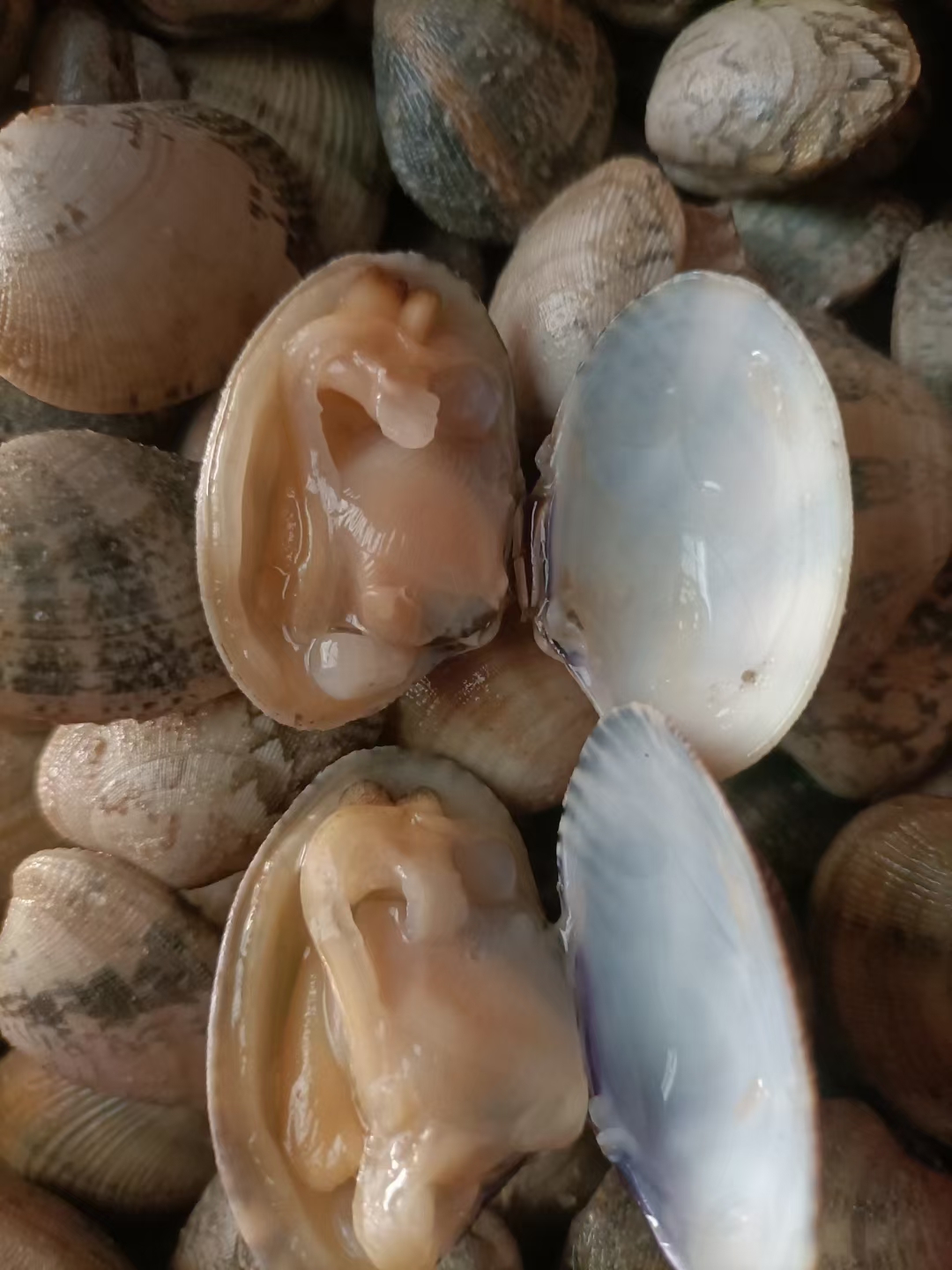 场地大沙甲（花边螺）长年货源稳定，源头供应，欢迎咨询合作…