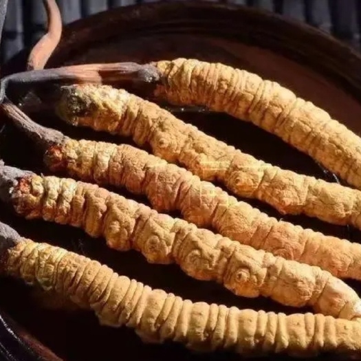 东莞市冬虫夏草