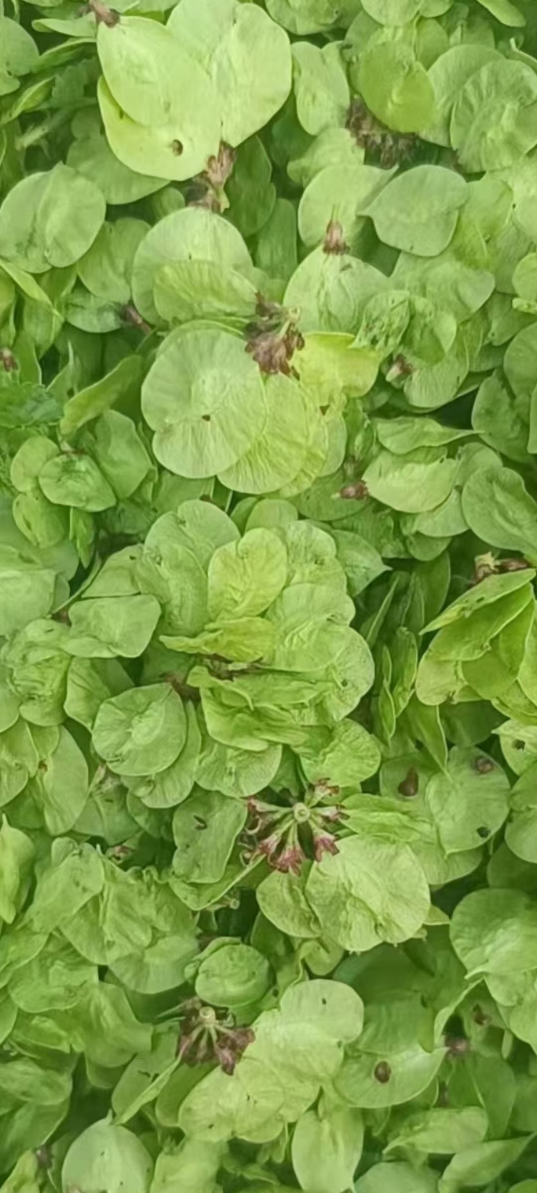 现货鲜榆钱过筛挑选发货