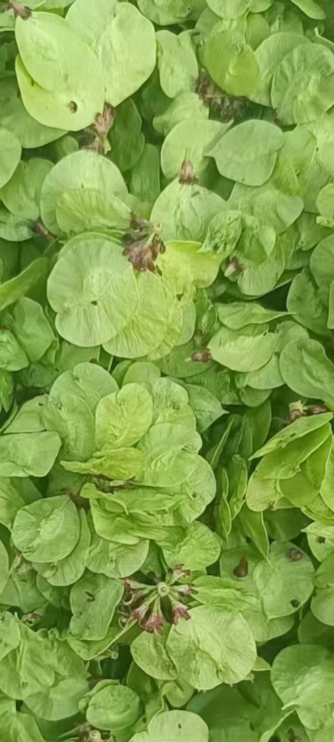 现货鲜榆钱过筛挑选发货