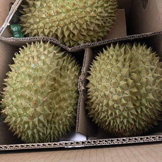河口县金枕榴莲  干尧榴莲  红心火龙果
