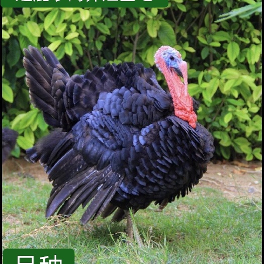 嘉祥县成年火鸡即将产蛋青铜火鸡尼古拉火鸡