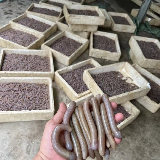 防城港小沙虫干