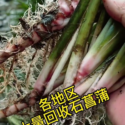 桂阳县红心大叶改良高产石昌蒲苗