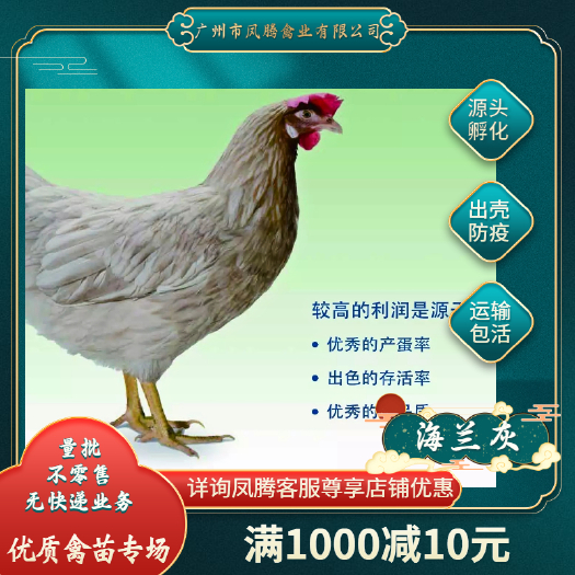 广州海兰灰蛋鸡苗出壳防疫源头孵化