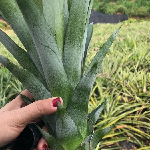 金钻菠萝凤梨苗 西瓜凤梨苗