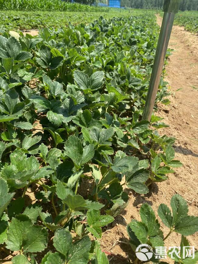 法兰地草莓苗育苗基地 培育脱毒法兰地草莓苗适合露天种植品种