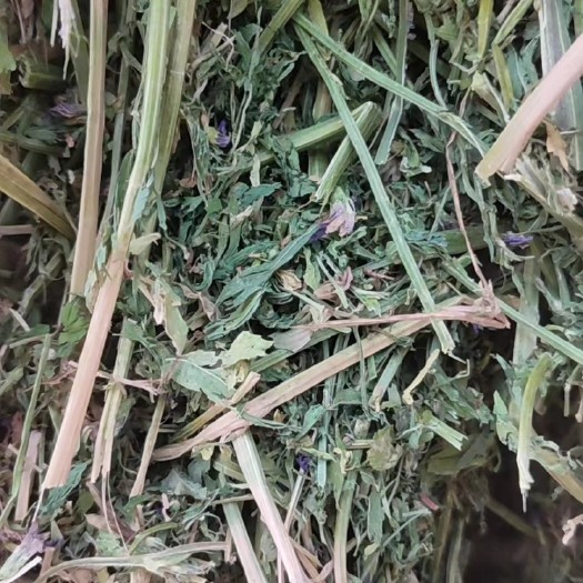 盐池县燕麦草，紫花木须草：小麦草：青竹：玉米秸秆