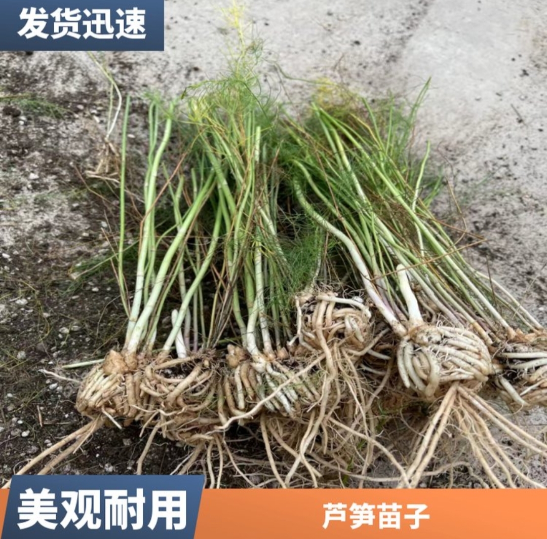 荷塘月色F1芦笋种子 绿白兼用发芽率高 植株高大 抗病性强