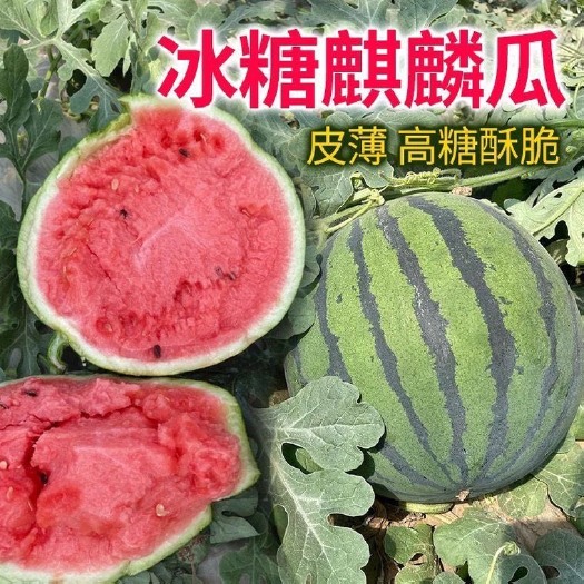 长沙8424冰糖麒麟西瓜种子早熟南方新品种特大超甜西瓜子种子