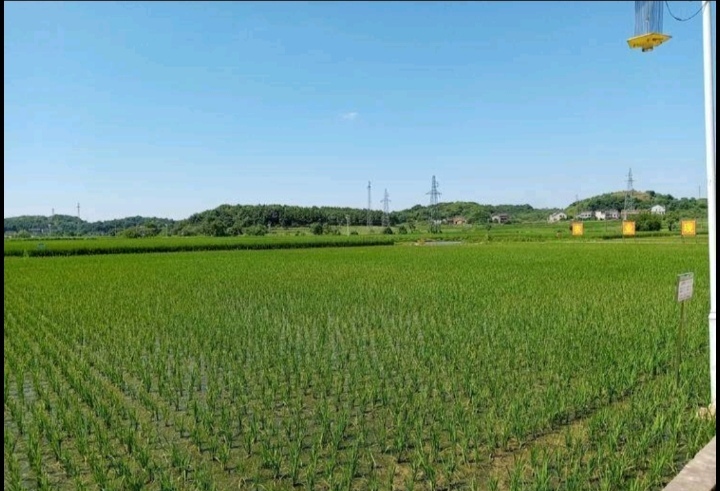 凉城县滴灌，水浇地，高标准农田成片出租流转，光照充足。
