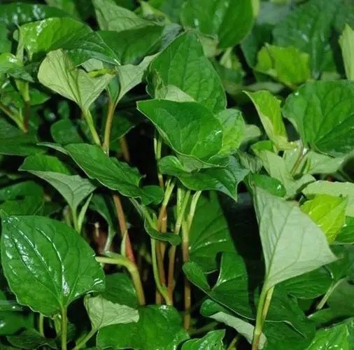 荆州鱼腥草
