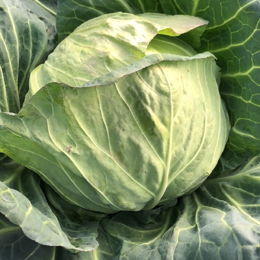 重庆市脆包菜