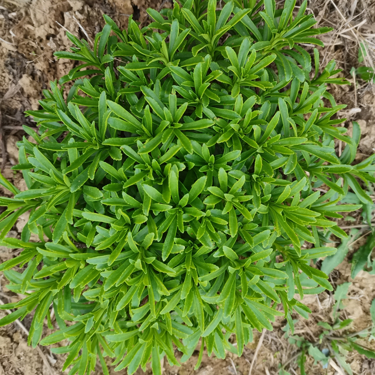 养心菜种苗 养心菜苗子 救心菜苗 植物高钙菜阳台盆栽特色蔬菜