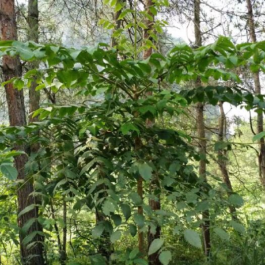 柳州鸟不落，鹰不扑