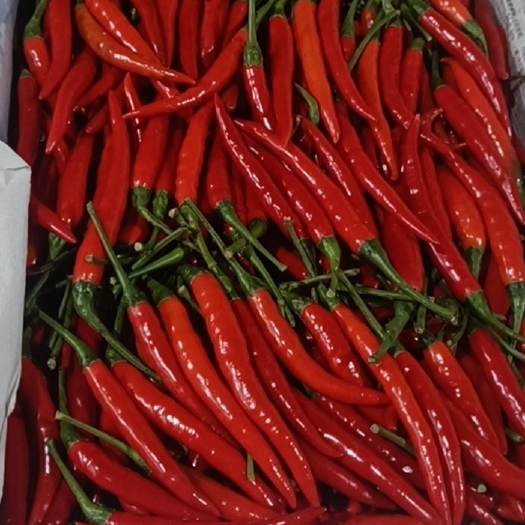 沈阳小米椒